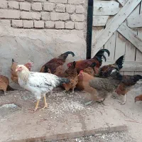 مرغ و خروس|حیوانات مزرعه|اسفرورین, |دیوار