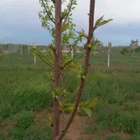 باغچه-باغ-500-متری-الوند