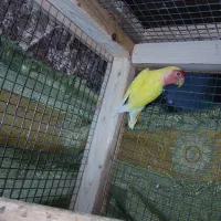 بندر ماهشهر جراحی چمران|پرنده|چمران, |دیوار