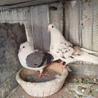 پشت هفت رنگ و سبز و زرد|پرنده|بیرجند, |دیوار