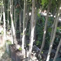 چنار با طراوت شاداب
