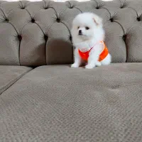 فسقلی خشگل و بازیگوش