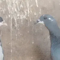 کفتر بی بوم تازه گرفتم|پرنده|تربت‌حیدریه, پائین ولایت|دیوار