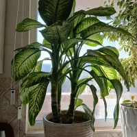 گل دیفن باخیا ۵شاخه