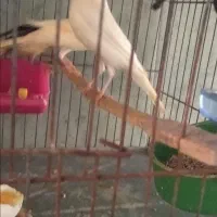 قناری ماده باسه جوجه پنجاه روزه