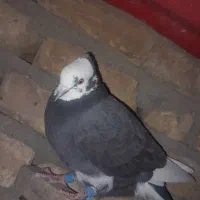 فروش ۷تا کفتر بالغ|پرنده|تفت, |دیوار