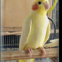 عروس هلندی|پرنده|تهران, تهرانپارس غربی|دیوار