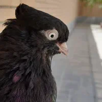 زاغ آبادانی|پرنده|شاهینشهر, شهرک مطهری|دیوار