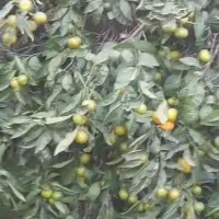 نارنگی و پرتقال