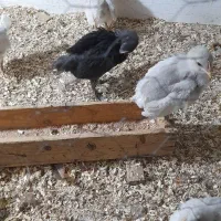 سلام مرغ محلی  با۱۲جوجه درخورموج هستم|حیوانات مزرعه|خورموج, |دیوار