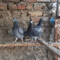 کبوتر پلاکی مسافتی