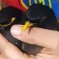 مرغ مینا و عروس هلندی