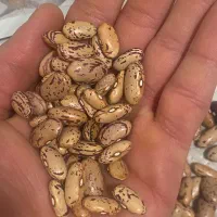 لوبیا چیتی خارجی(ازبکی)|خوردنی و آشامیدنی|شیراز, طلاب|دیوار