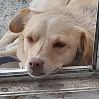 سرم برای درمان بیماری پاروا توله سگ|لوازم جانبی حیوانات|رباط‌کریم, رباط‌کریم|دیوار