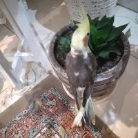 جوجه عروس سینامون|پرنده|کرج, کرج نو|دیوار