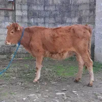 سه راس گوساله ماده لیشه گاو|حیوانات مزرعه|رشت, پل تالشان|دیوار