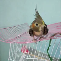 عروس هلندی