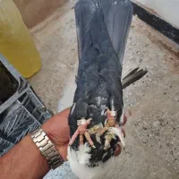 کبوتر ماده دمی|پرنده|شیروان (لرستان), |دیوار