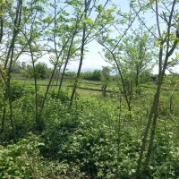 26000هزار-متر-شالیزار-سنتی-1200متر-کاربری-مسکونی