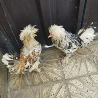 فروش‌مرغ‌وخروس