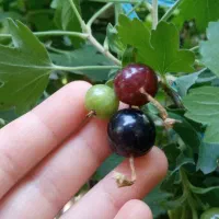 نهال ، درخت