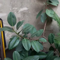 گل درختی