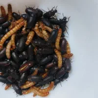 میلورم و سوکس تاریکی (مولد)