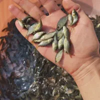 کپور نژاد تاتا مجارستانی آمور (کپور علف‌خوار)|ماهی|اصفهان, ملاصدرا|دیوار