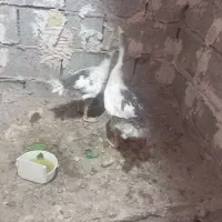 غاز