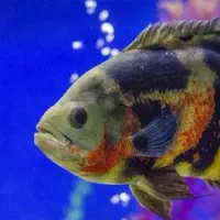 ماهی گوشتخوار آکواریومی|ماهی|خمین, |دیوار