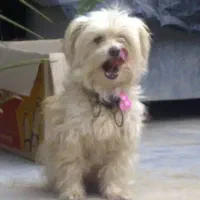 سگ پا کوتا شتروز