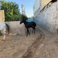 فروش مادیان ابستن همراه با کره نریون|اسب و تجهیزات اسبسواری|شوشتر, |دیوار