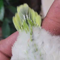 راهب پسته ای سرلاکی|پرنده|اصفهان, آزادان|دیوار