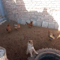 مرغ|حیوانات مزرعه|نیشابور, مازول|دیوار