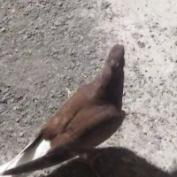 جوجه کفتر با ماده چپ