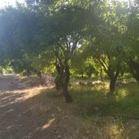 باغ|فروش زمین و ملک کلنگی|سامان, |دیوار