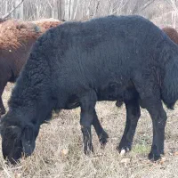 قوچ قره قزل دو دندان|حیوانات مزرعه|زنجان, |دیوار