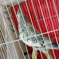 عروس هلندی|پرنده|مشهد, شهید قربانی|دیوار