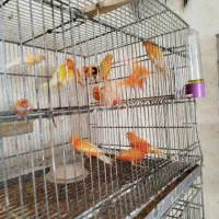 قناری|پرنده|اهواز, بهارستان|دیوار