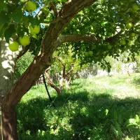 باغچه سرحال دماوندجابان سند تکبرگ|فروش زمین و ملک کلنگی|دماوند, دماوند|دیوار