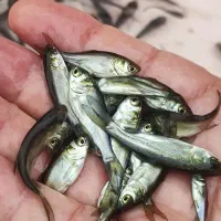 بچه ماهی آمور از لارو امسال|ماهی|رویان, |دیوار