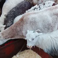 میش چینی آبستن|حیوانات مزرعه|کرمان, |دیوار