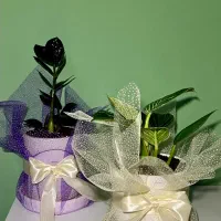 هدیه ای سبز و ماندگار