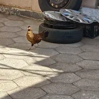 مینیاتوری|حیوانات مزرعه|قم, نخودی|دیوار