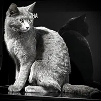 اسکاتیش ماده یک ساله