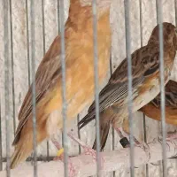 سلام تعدادی جوجه قناری