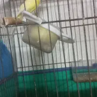 قناری|پرنده|آران و بیدگل, |دیوار