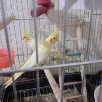 عروس هلندی نرو ماده ۶ و ۷ ماهه|پرنده|تهران, اتحاد|دیوار