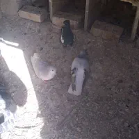 همه اصلی معاوضه با آلمان کفتر