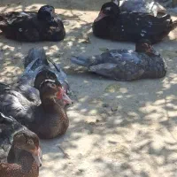 اردک طوسی و مشکی و دودی|حیوانات مزرعه|آمل, |دیوار